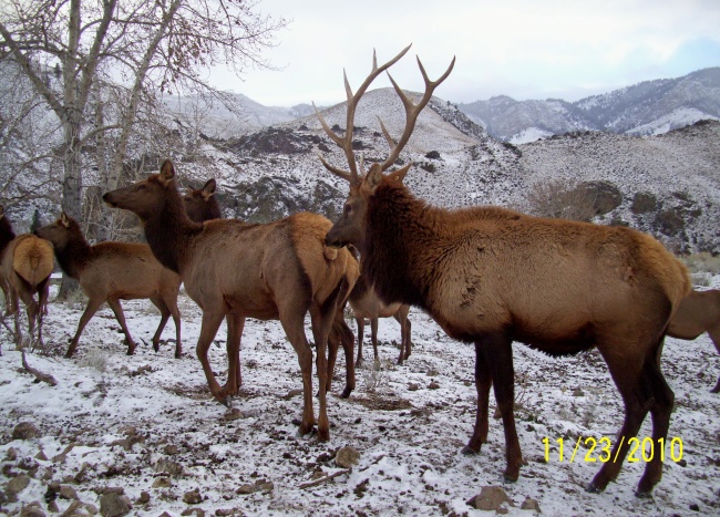 Elk herd bull