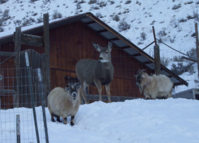 Deer-Goat friends