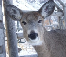 Cricket the White-tailed deer